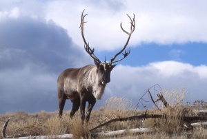 een Karibou op de vlakte | Fairbanks